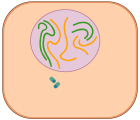 mitosis_animation2.gif