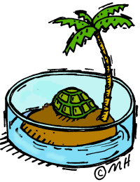 turtle.gif